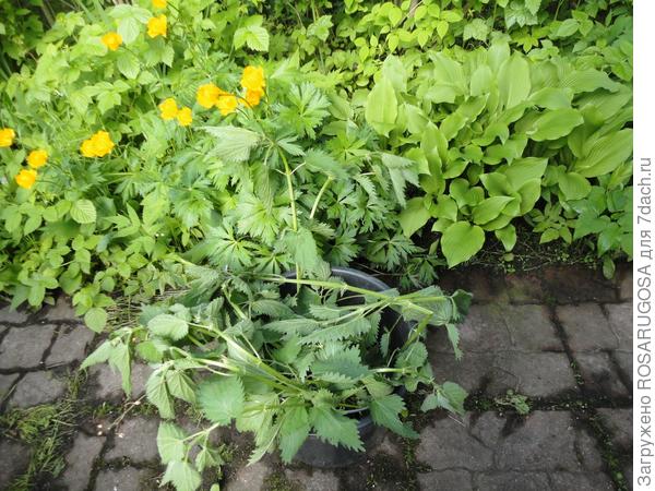 Когда и чем подкормить розы &mdash; весной, летом и осенью