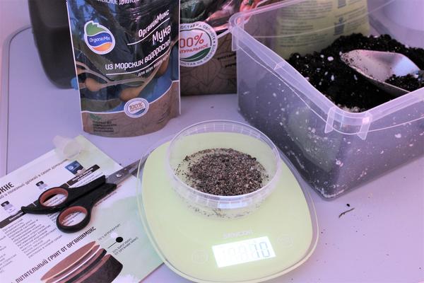 Перец на подоконнике: мастер-класс по выращиванию и уходу