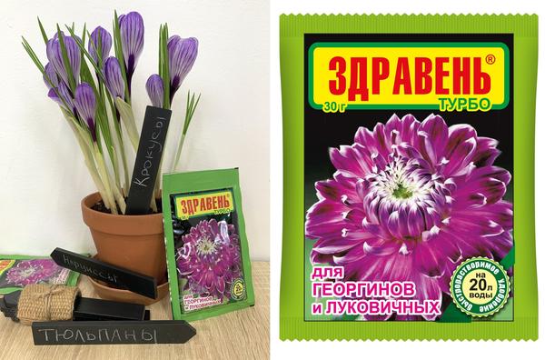 Подкормка тюльпанов и других луковичных. Когда, чем и как подкармливать
