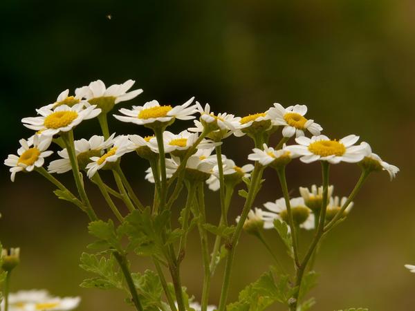 Цветы под плодовыми деревьями: что посадить и как ухаживать