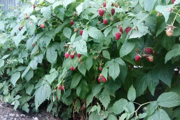 10 лучших сортов малины, которые рекомендуют дачники