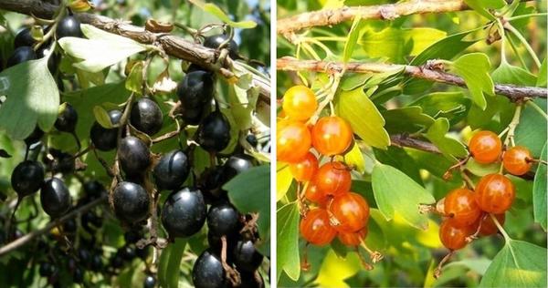 Смородина золотистая: какие сорта посадить и как за ними ухаживать