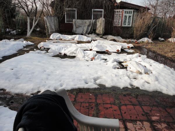 Уход за розами с весны до осени: советы для новичков и не только