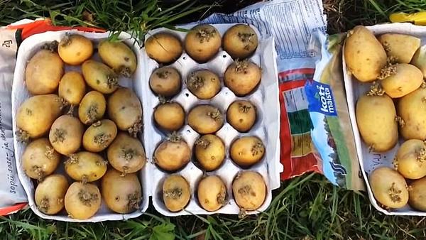 Выращивание картофеля в мешках. 3 способа: технология, отзывы, сравнение