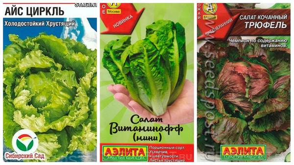 Салат, которого вы еще не пробовали: выбираем сорта листовых и кочанных салатов