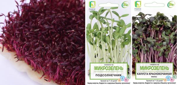 Как вырастить микрозелень дома: 6 способов