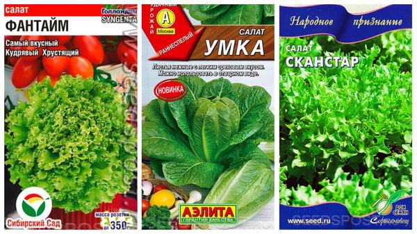 Салат, которого вы еще не пробовали: выбираем сорта листовых и кочанных салатов
