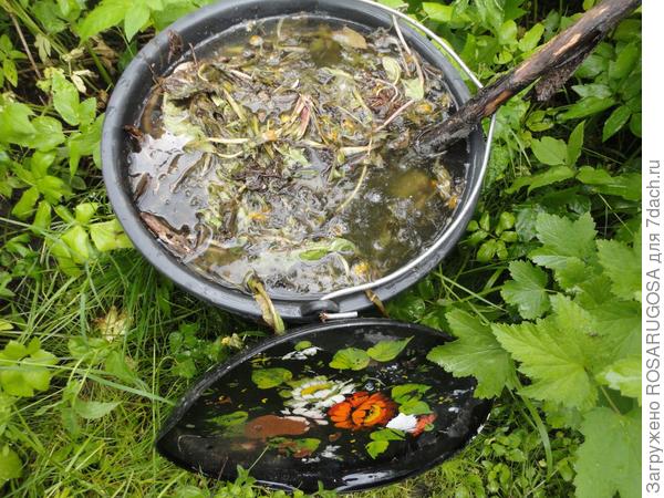 Когда и чем подкормить розы &mdash; весной, летом и осенью
