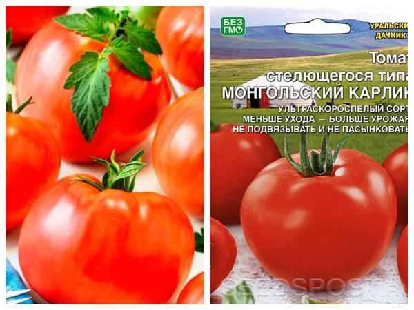 Сверхранние томаты: 5 сортов с фото, отзывами, описанием
