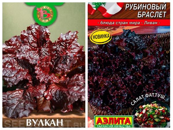 Салат, которого вы еще не пробовали: выбираем сорта листовых и кочанных салатов