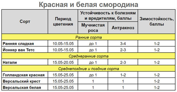 Болезни смородины &mdash; 6 опасных инфекций, методы профилактики и борьбы