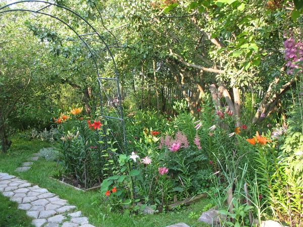 Цветы под плодовыми деревьями: что посадить и как ухаживать