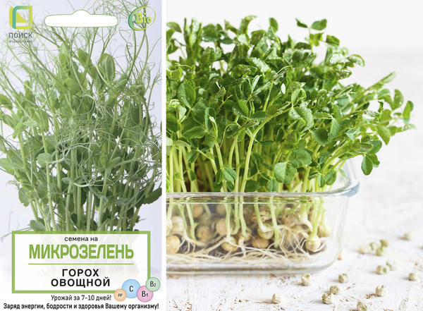 Как вырастить микрозелень дома: 6 способов