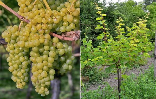 Как сажать виноград: советы от Николая Курдюмова