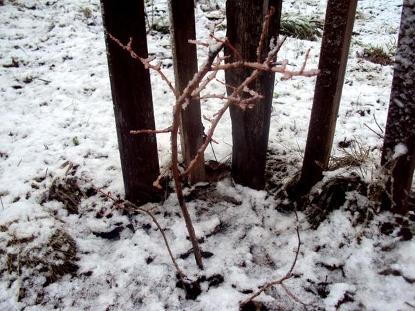 Голубика: посадка и уход, виды и сорта. Личный опыт выращивания