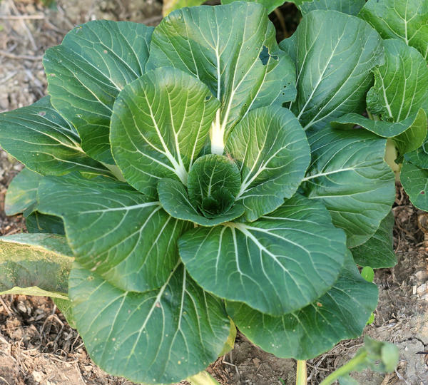 Капуста пак-чой: выращивание, сорта, фото