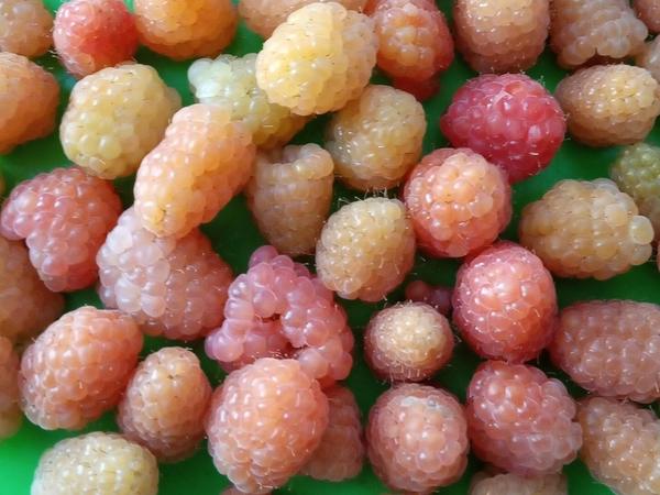 10 лучших сортов малины, которые рекомендуют дачники