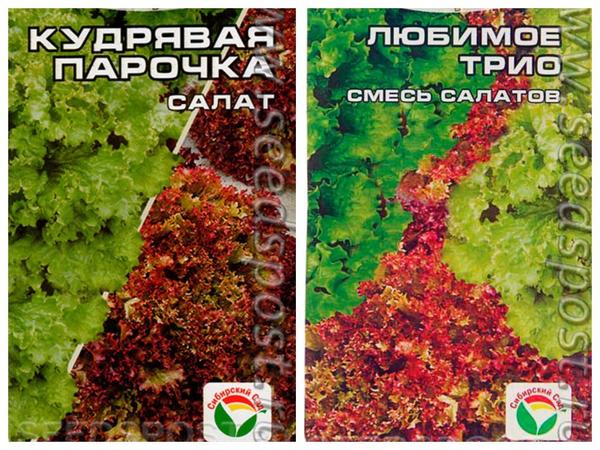 Салат, которого вы еще не пробовали: выбираем сорта листовых и кочанных салатов