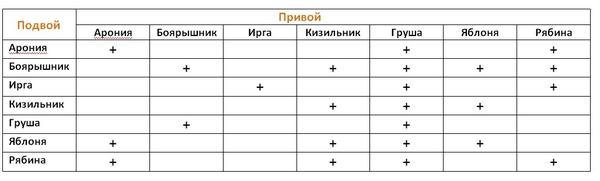 Прививка плодовых деревьев: правила, привой, подвой, камбий. Таблица совместимости привоев и подвоев разных культур