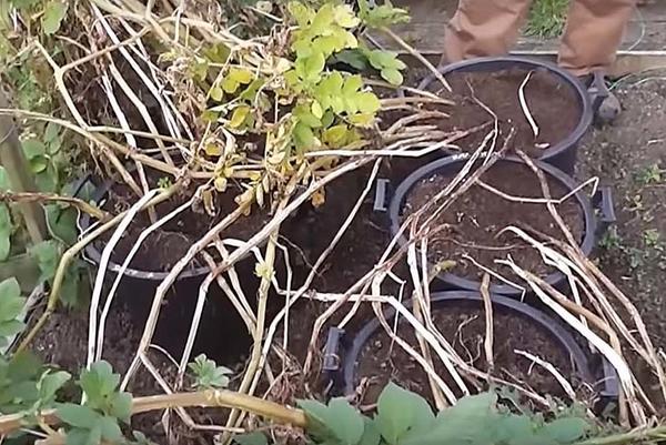 Выращивание картофеля в мешках. 3 способа: технология, отзывы, сравнение