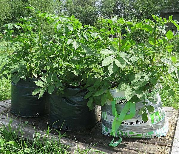 Выращивание картофеля в мешках. 3 способа: технология, отзывы, сравнение