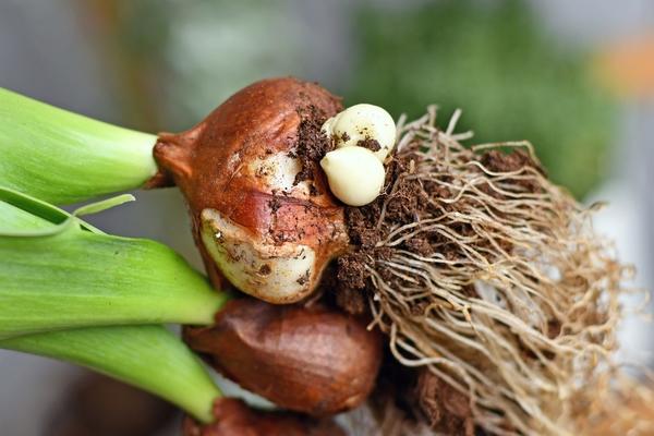 Подкормка тюльпанов и других луковичных. Когда, чем и как подкармливать