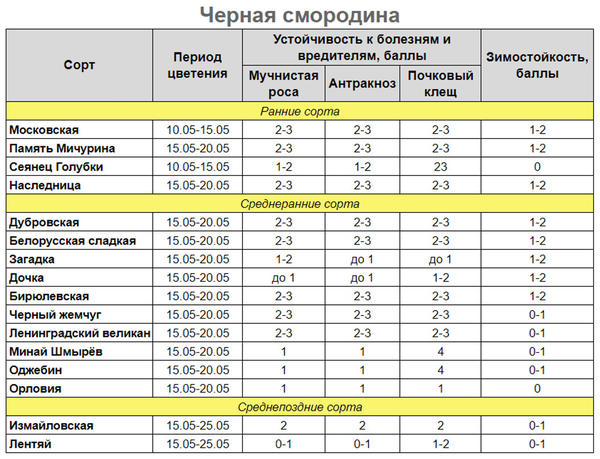 Болезни смородины &mdash; 6 опасных инфекций, методы профилактики и борьбы
