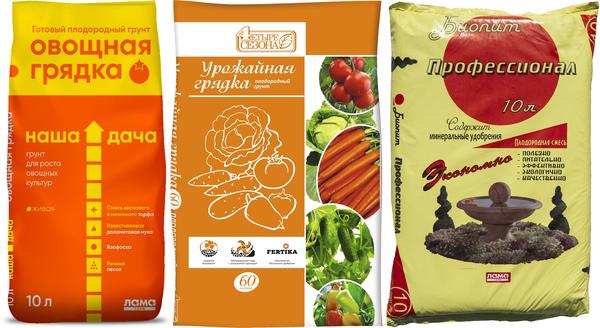 Сеем огурцы в открытый грунт: когда и как