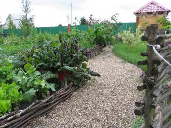 Интересные варианты грядок