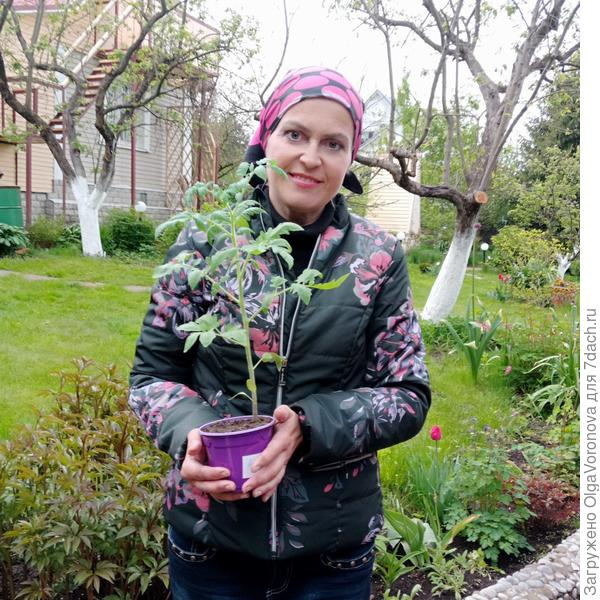 Сажаем томаты в теплицу и открытый грунт: сроки, подготовка почвы и другие нюансы