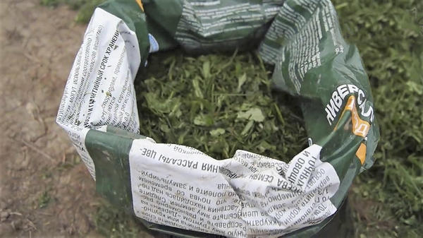 Выращиваем огурцы в мешках: чем удобен этот способ