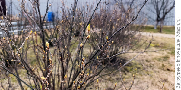 Что нужно ягодным кустарникам весной. Несколько простых правил ухода