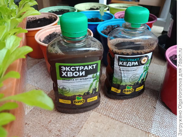 Какие овощи и зелень можно вырастить дома зимой