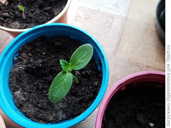 Какие овощи и зелень можно вырастить дома зимой