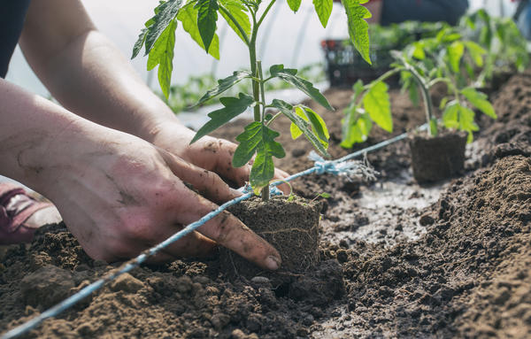 Совместные посадки овощей в теплице: график