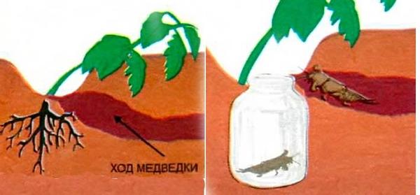 Борьба с медведкой народными методами без применения химии в клубе любителей дачи