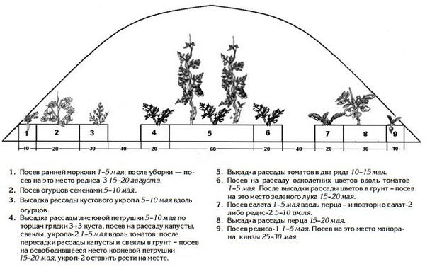 Совместные посадки овощей в теплице: график