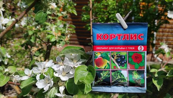 Обработка от тли: чем, когда и как