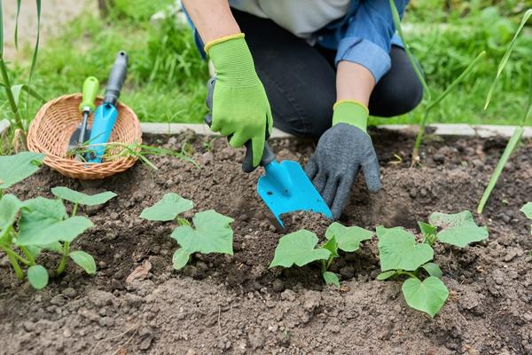 Почему не растут огурцы в теплице