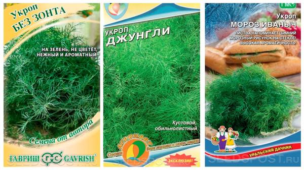 Что посеять в июле в открытый грунт