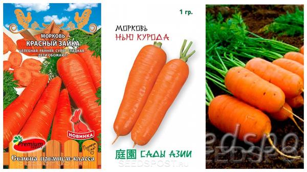 Что посеять в июле в открытый грунт