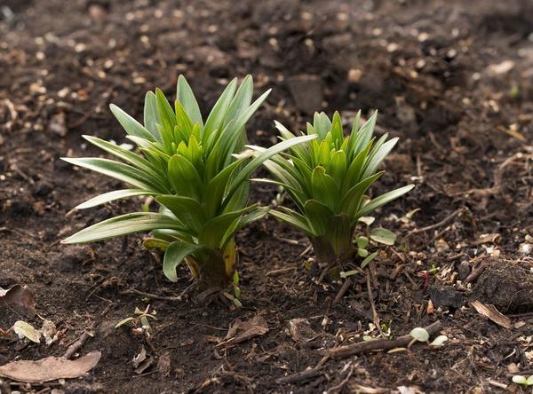 Выращивание лилий. Уход после цветения: подкормки, полив, обрезка, пересадка
