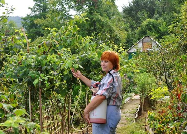 Малина: секреты большого урожая. Советы садоводов, видео