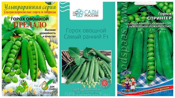 Что посеять в июле в открытый грунт