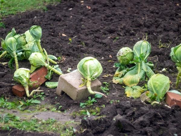 Какие удобрения вносить осенью: сроки и нормы для грядок и цветников