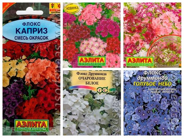 Выбираем цветы для подзимнего посева