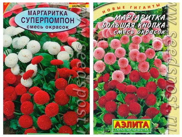 Выбираем цветы для подзимнего посева