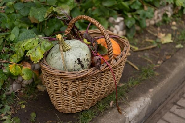 Какие удобрения вносить осенью: сроки и нормы для грядок и цветников