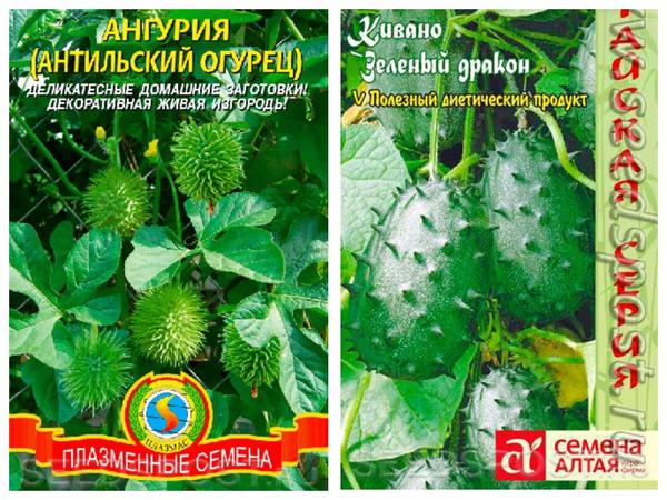 Экзотические овощи для выращивания на даче: обзор