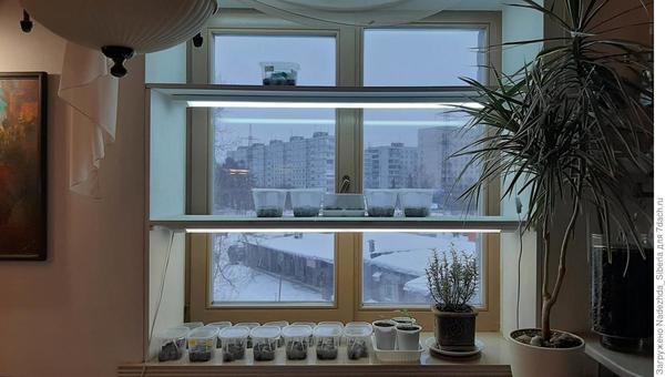 Как разместить рассаду: идеи и приспособления